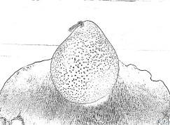 pea Kurasa Za Kupaka Rangi Zinazoweza Kuchapishwa